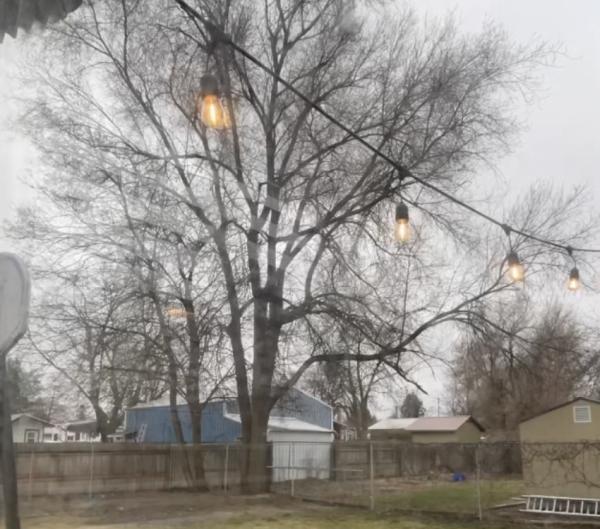 Curtis Point Tree Service