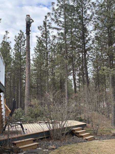 Curtis Point Tree Service