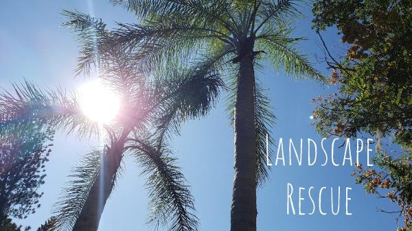 Landscape Rescue & Lawn Maintenance LLC