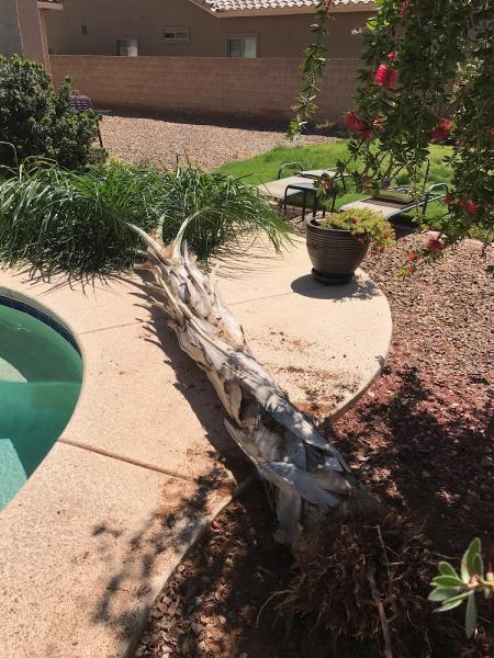 Oro Valley Tree Service