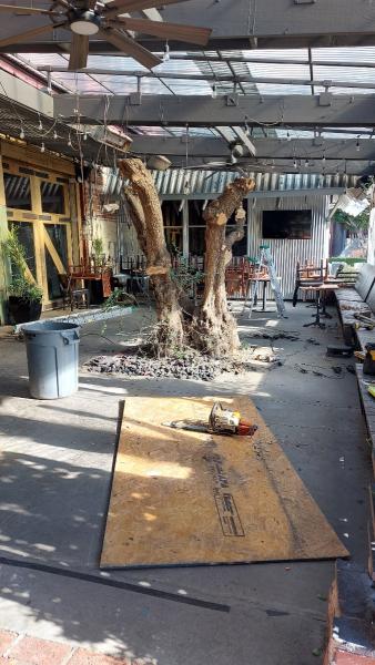Oro Valley Tree Service