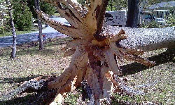 Arbor Master Tree Care LLC