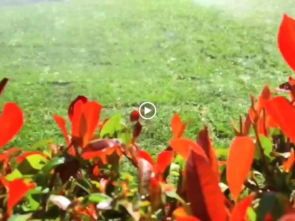 Diaz Lawn Care