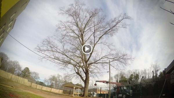 Niwaki Tree Service