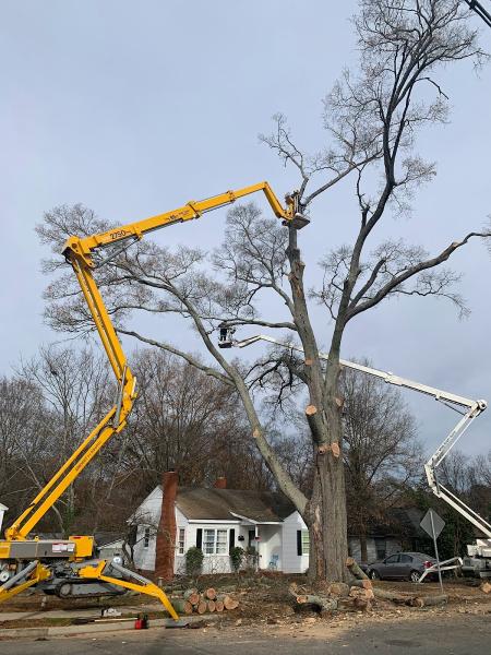 Niwaki Tree Service