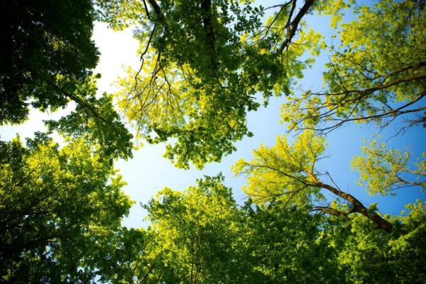 Green Tree Service