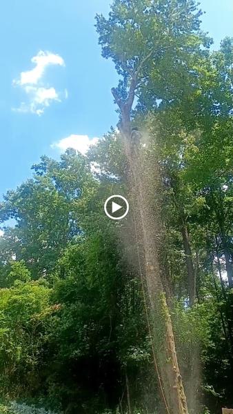 Reyes Atlanta Tree Service LLC