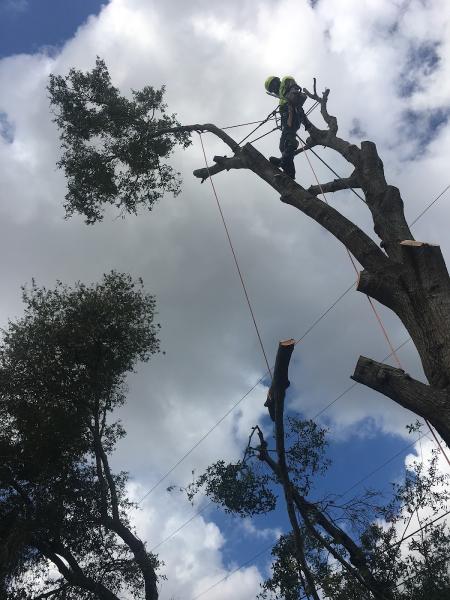 Proper Cut Tree Care