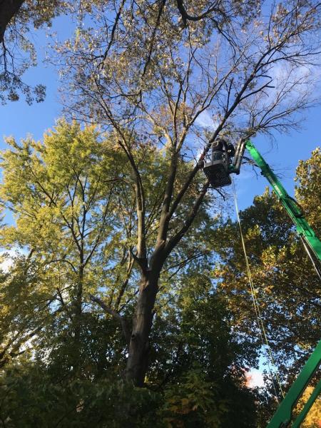 Wiltshire Tree Service LLC