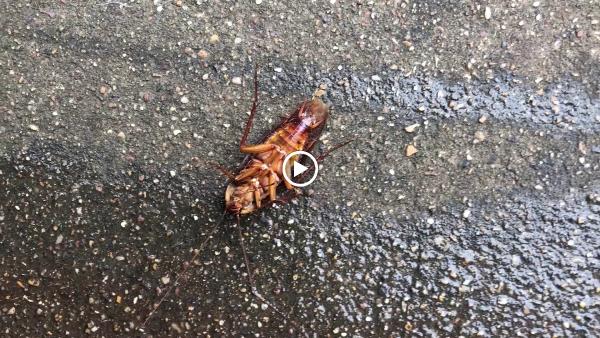 Tactical Pest Services