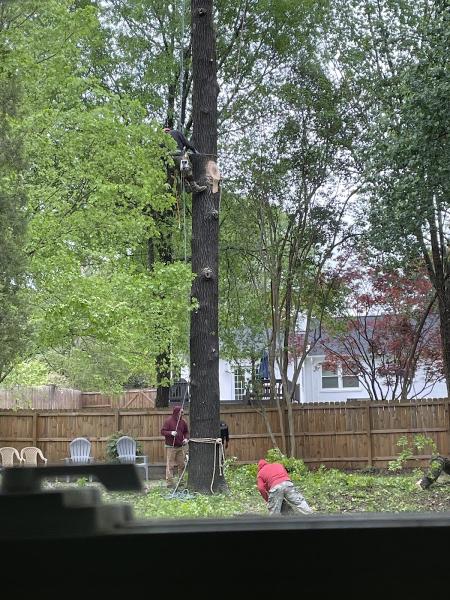 Alex's Tree Service