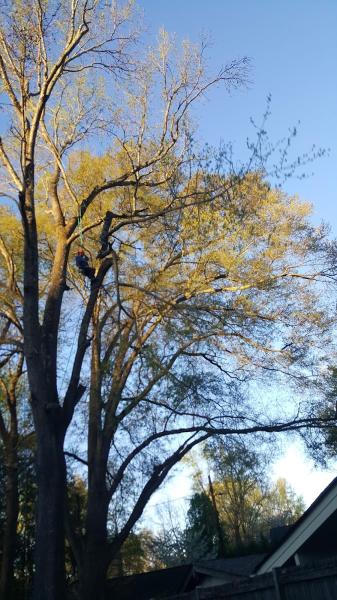 Alex's Tree Service