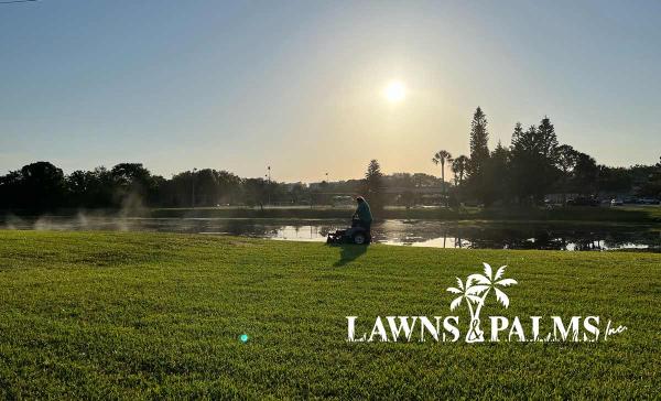 Lawns and Palms