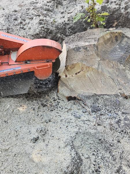 B & S Landscaping & Tree Removal Services LLC