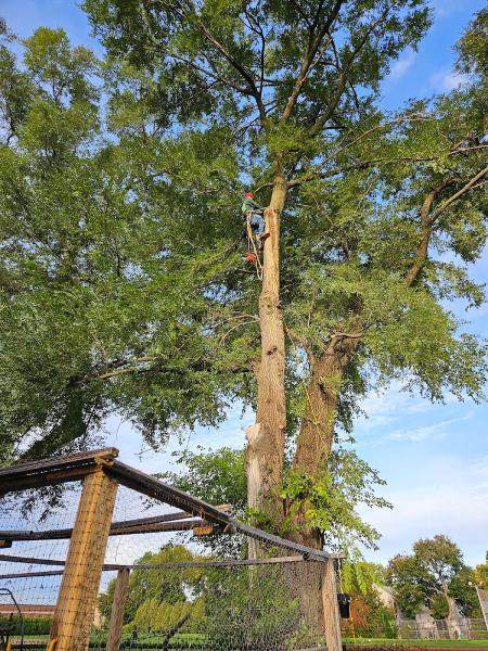 B & S Landscaping & Tree Removal Services LLC