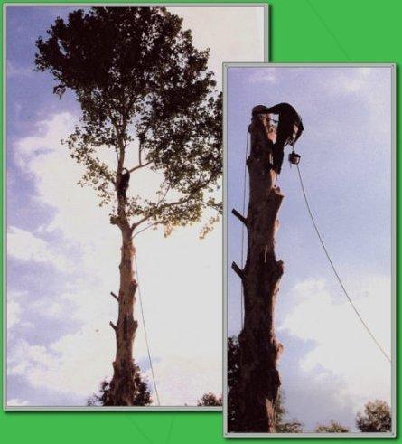 Busy Boy Tree Services