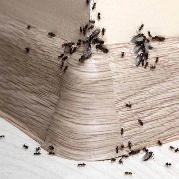 Ohio's 1st Choice Pest Control