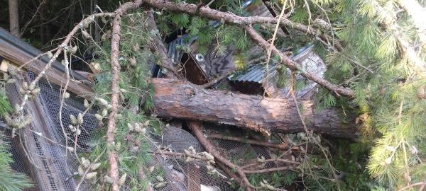 Treeman