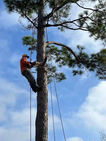 Four Seasons Tree Service