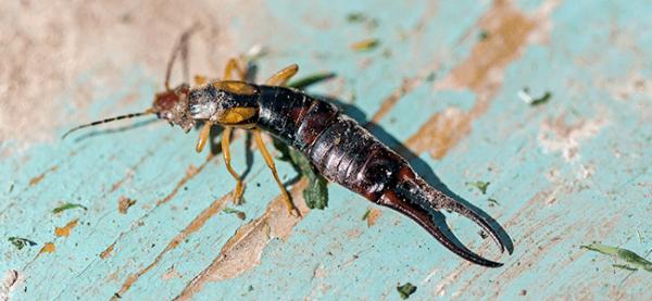 Eco Pest Control