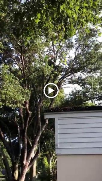 Southeast Arborist