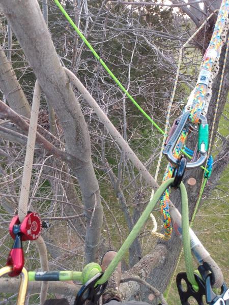 Full Circle Tree Co.