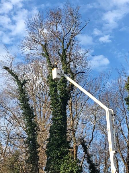 Vic's Tree Service