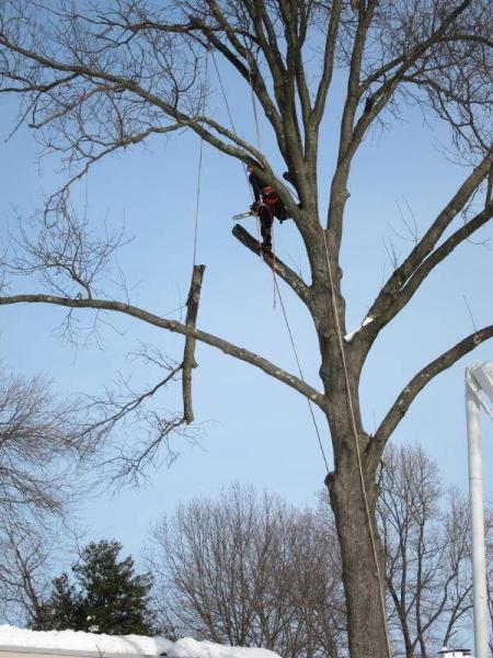Vic's Tree Service