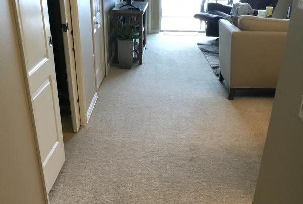 Dry Carpet Care