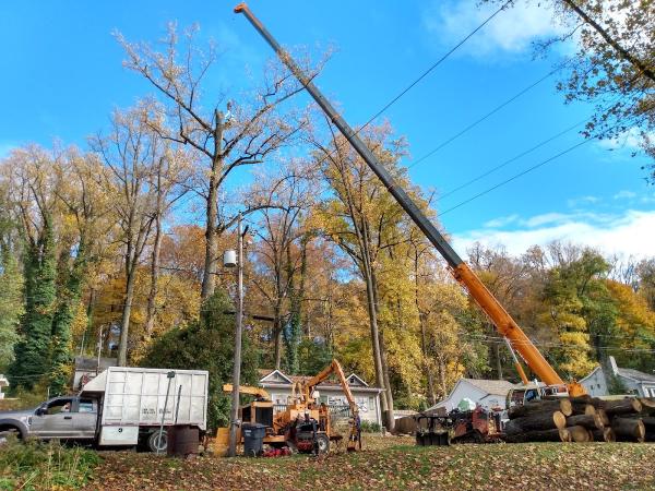 Sam the Tree Guy LLC