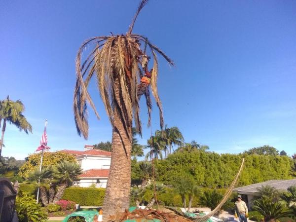 Cortez Tree Care Inc