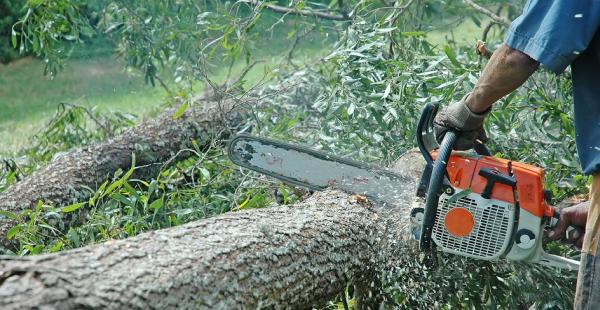 Forest Tree Service LLC