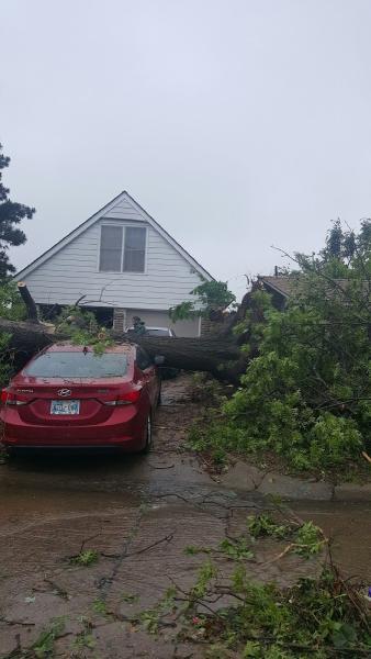 Forest Tree Service LLC