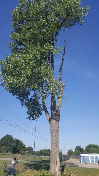 Forest Tree Service LLC
