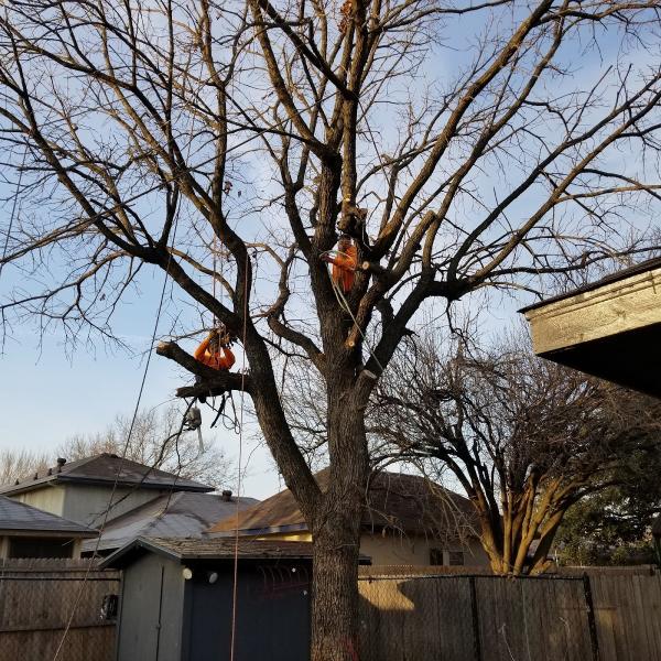 Southwest Tree Service
