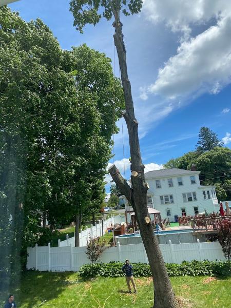 El Chamo Tree Removal Services