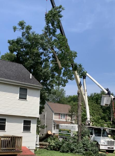 El Chamo Tree Removal Services