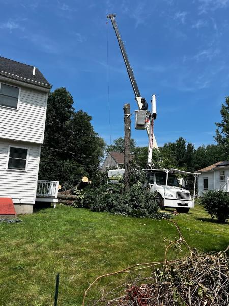 El Chamo Tree Removal Services