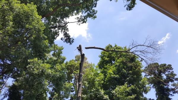 Atlanta Area Tree Service