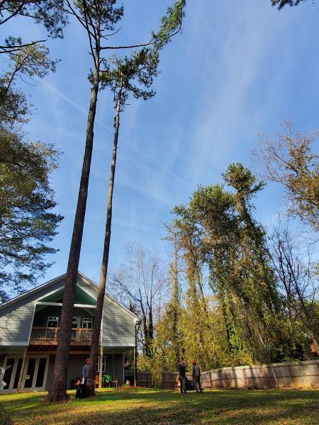 Atlanta Area Tree Service