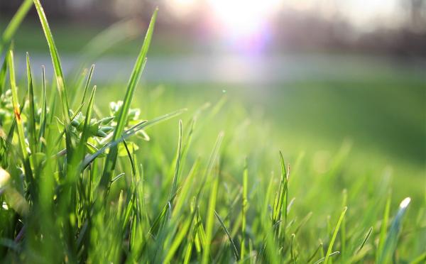 Bruce Landscaping & Maintenance