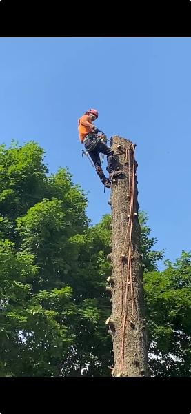 Galvan's Tree Services