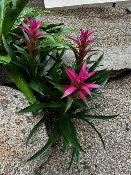 Plantscape Designs Inc