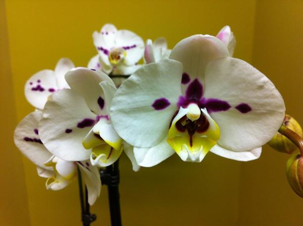 Plantscape Designs Inc