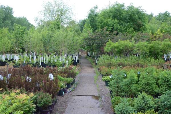 Dave Bresina's Nursery