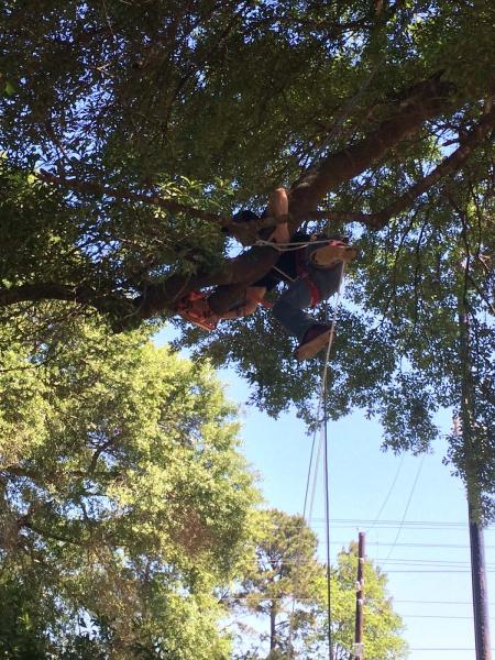 Topknotch Tree Service