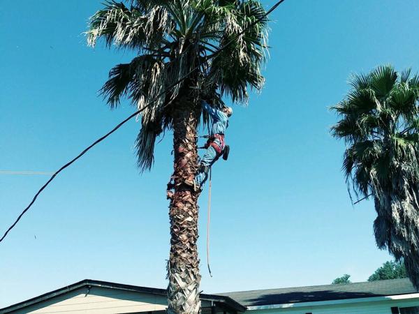 Topknotch Tree Service