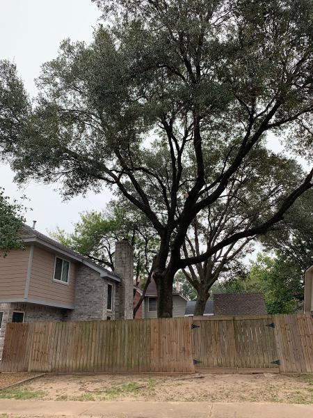 Topknotch Tree Service
