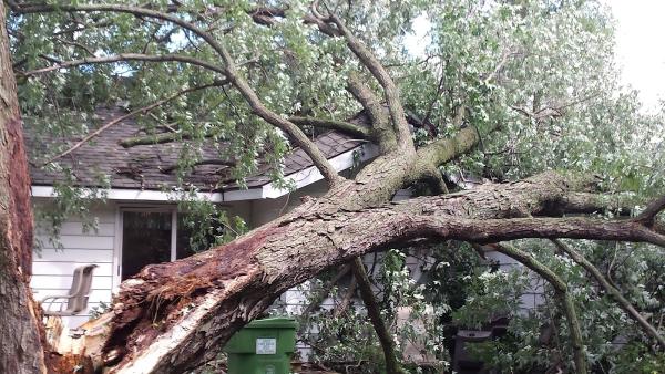Abel Tree Service and Snowplowing