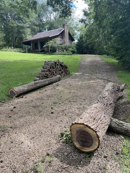 David Campbell's Tree Services